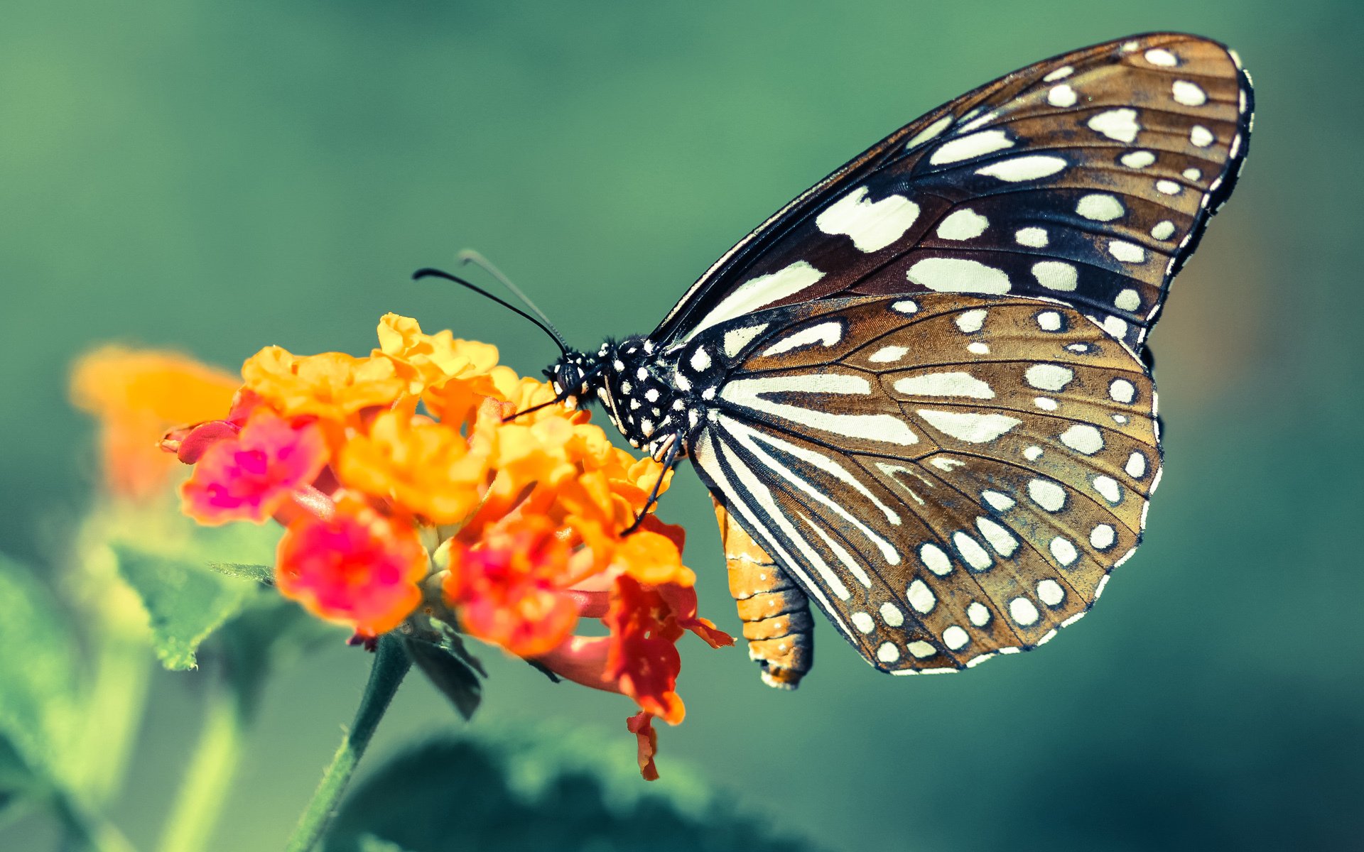 哈利伯顿末节接管比赛,篮网终结上海队连胜